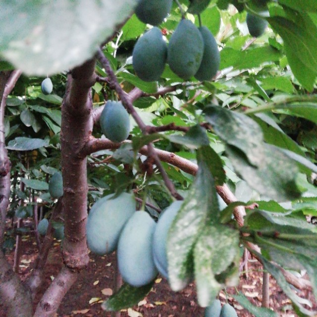 西梅苗品种法兰西介绍,伽师法兰西西梅