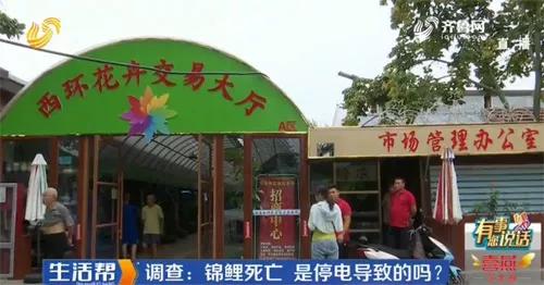 一夜之间鱼缸里的锦鲤尽数死亡,养几年的小锦鲤突然死了
