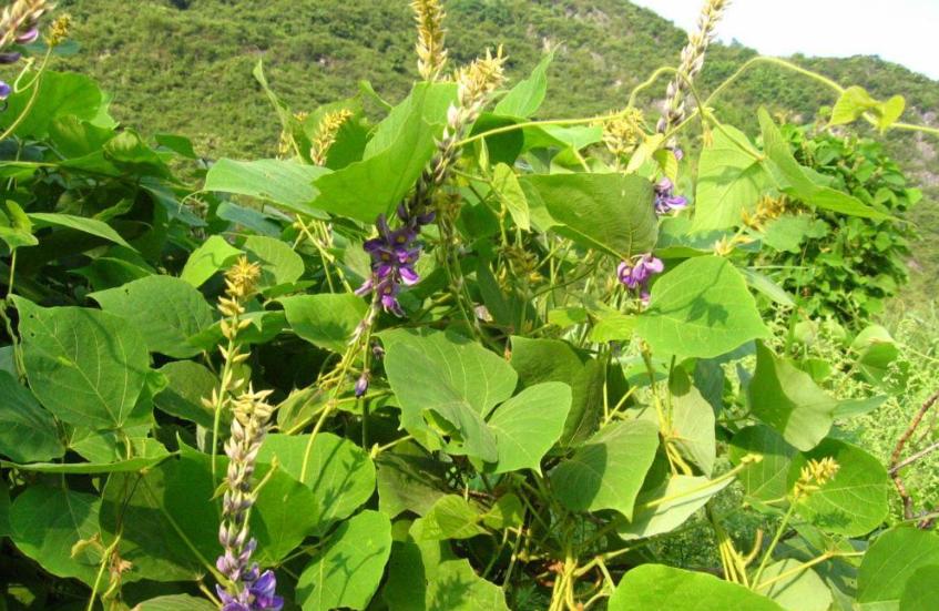 泰国野葛根中国出售么,泰国葛根和中国葛根区别