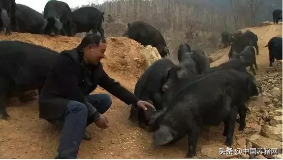 cctv致富经黑猪,cctv7农业节目致富经香猪