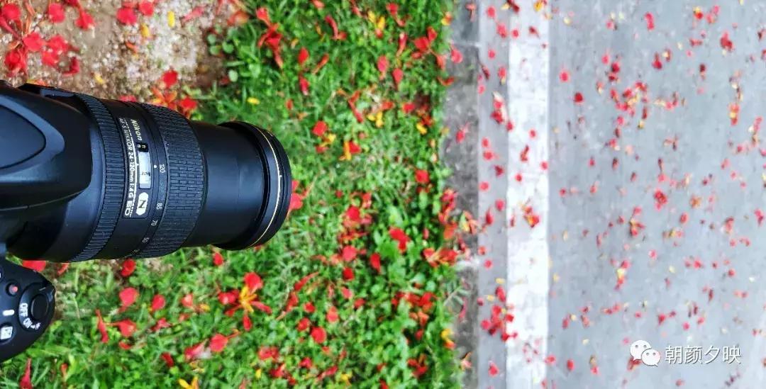 凤凰浴火时,盛夏晚晴天