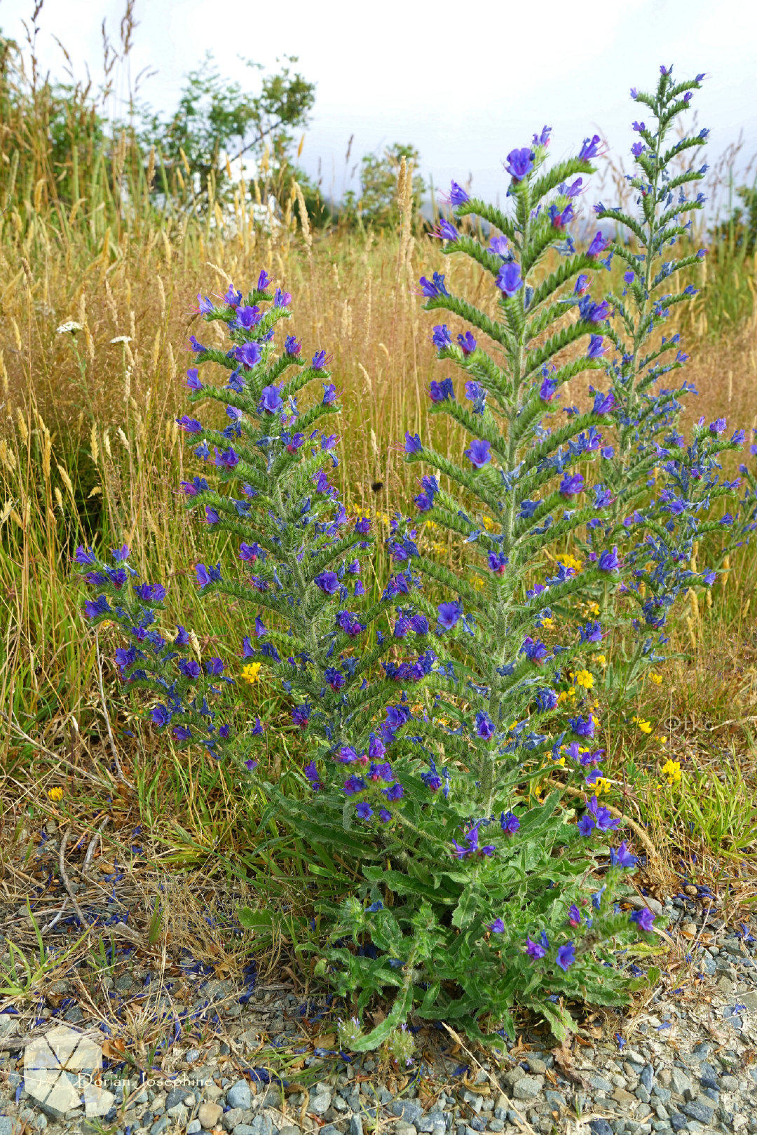 新西兰南岛一日游,新西兰南岛旅游地图