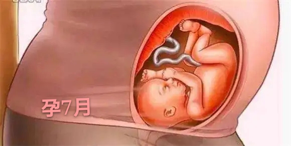 胎儿发育不全或停止发育的原因,胎儿是头先发育还是身体先发育