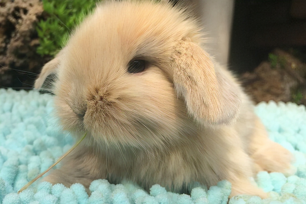 兔子身上长兔癣是怎么回事,兔子长癣用碘伏可以擦好吗