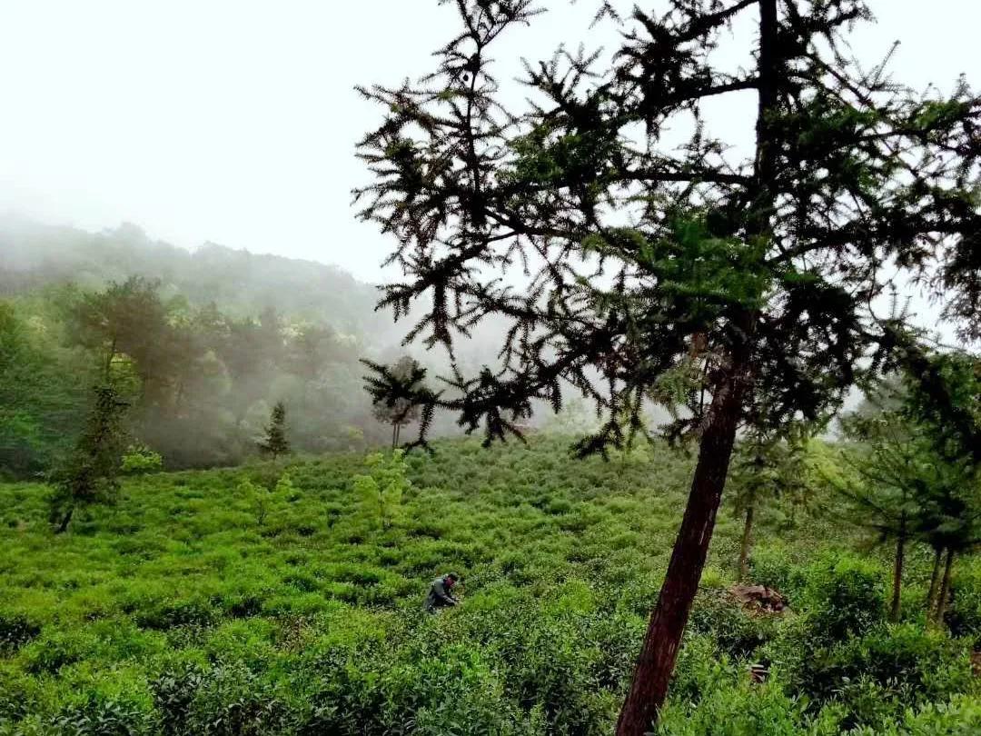 楂樺北鑼跺彾鍔╁姏鑴辫传瑙嗛,楂樺北鑼跺彾鍔╁姏鑴辫传