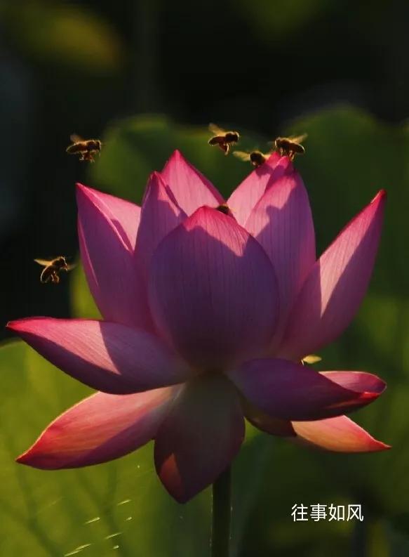 惊艳！淮阳，因为ta，美得不像“画”