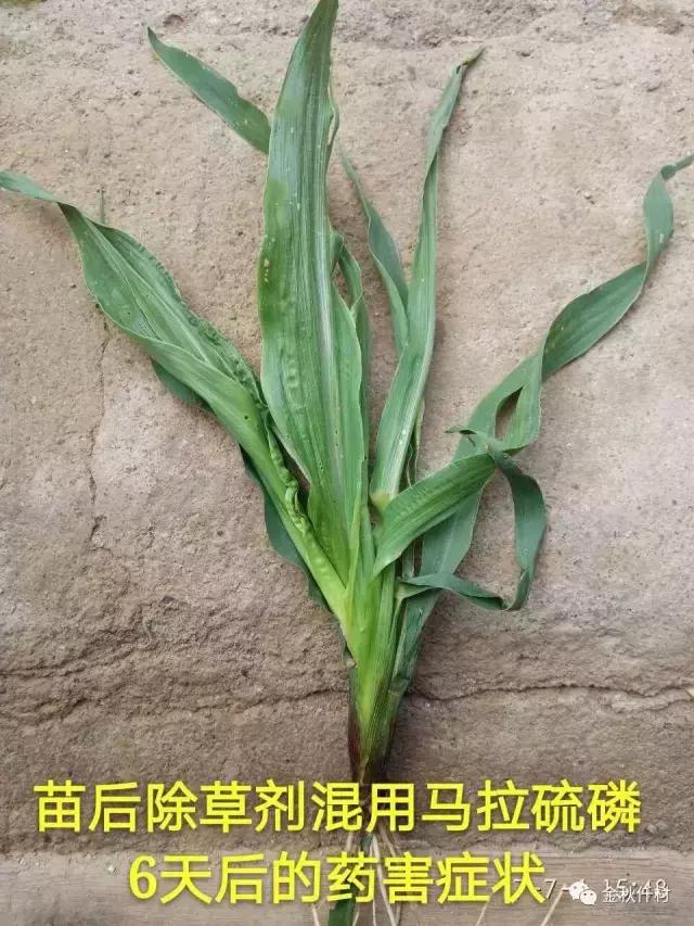 玉米苗后除草剂药害怎么解,玉米苗后除草剂药害特征