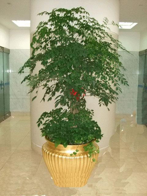 适宜在办公室养的大型花卉,45种常见花卉盆栽的养殖技巧