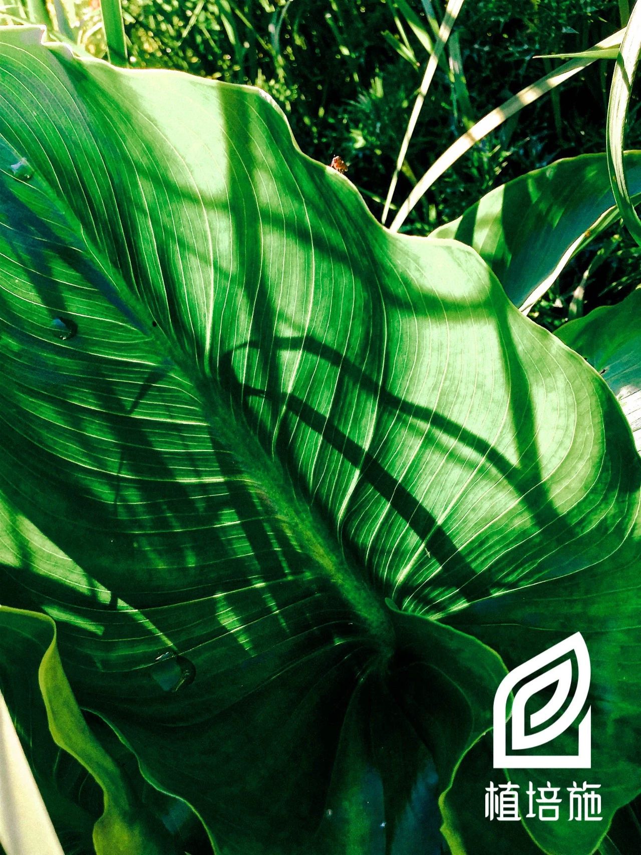 马蹄莲种球种植方法黑紫色,马蹄莲种球种植最佳季节