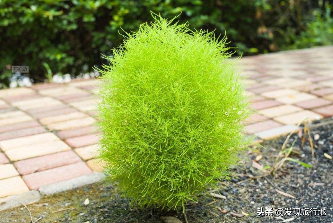 我们用来扫地的东西，在日本身价翻了千倍，还变成了旅游地标