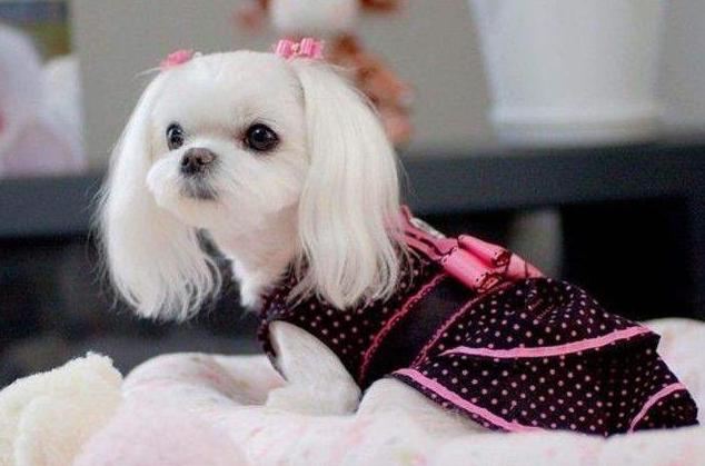 什么狗狗的寿命最长最好养,狗狗的寿命最长能活多少年