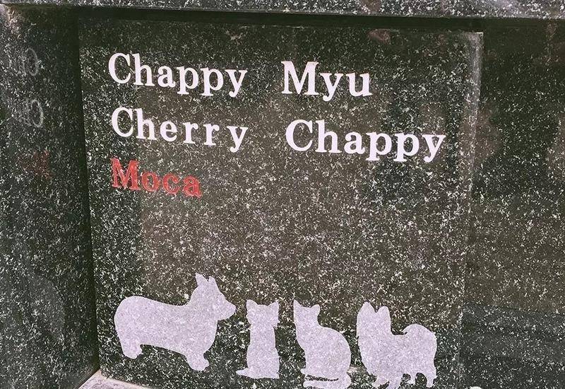 和宠物告别,和宠物告别嚎啕大哭