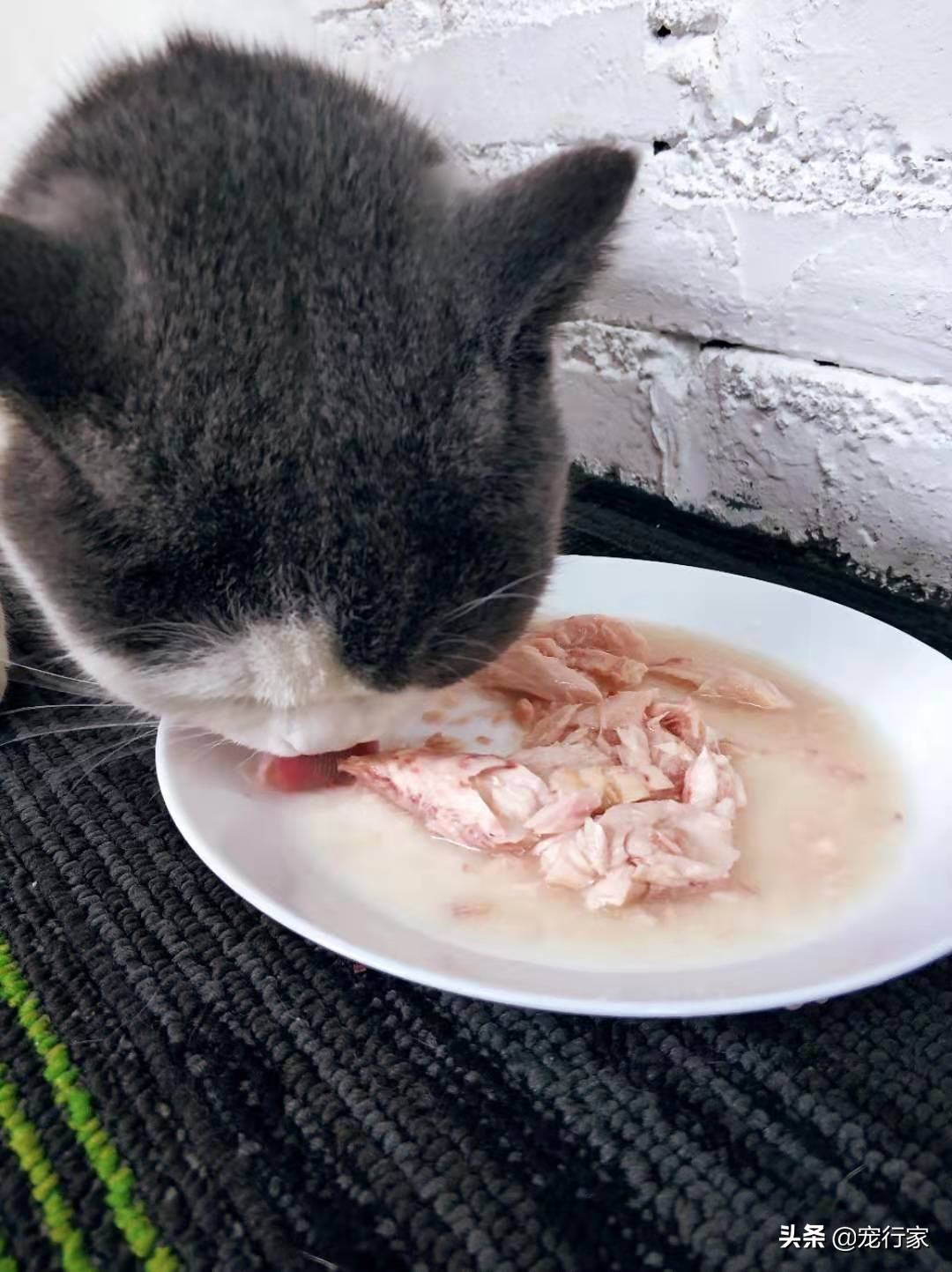 尾巴生活85系列罐头测评,推荐一款好的低脂金枪鱼罐头