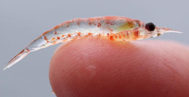 虾说,这是一篇让你不仅会吃,还会认……一文解决“虾”认识