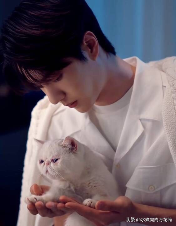 新型骗局养猫被骗,新型骗局网上养猫是真的吗