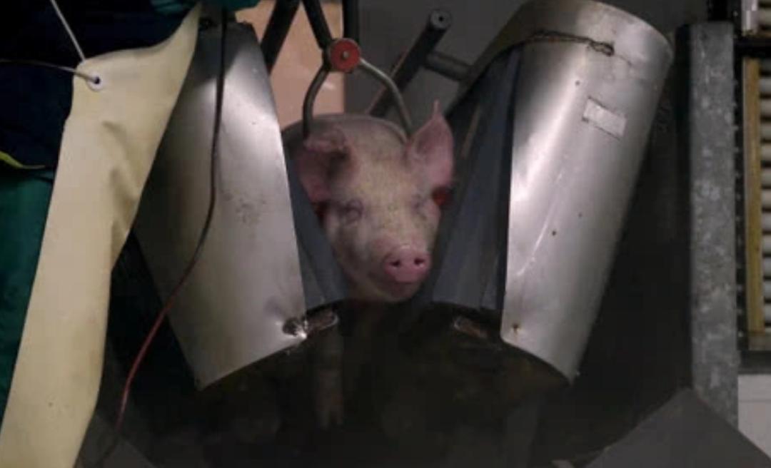 美国人杀猪真的不放血吗,为什么美国猪肉卖得如此便宜