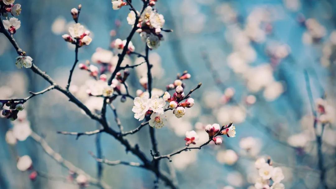 自古咏梅诗词无数,最爱毛主席这句待到山花烂漫时,她在丛中笑