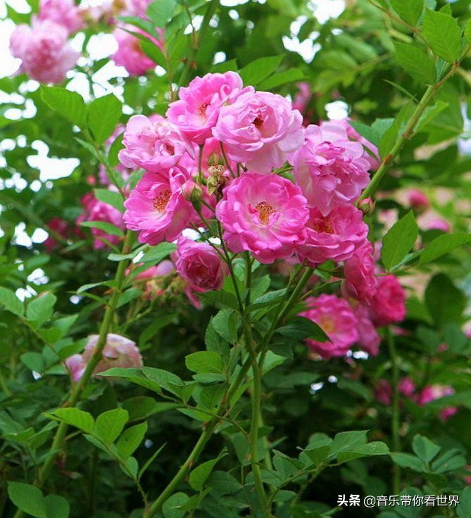 中国各城市市花图片简介,各个城市的市花有哪些