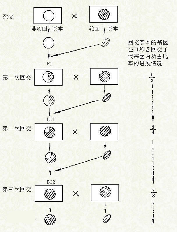 全球仅剩1株的伍德苏铁该怎么交配？科学家为它娶了位“新娘”