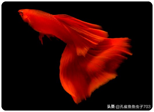 孔雀鱼要怎么买,买孔雀鱼注意哪些事项呢