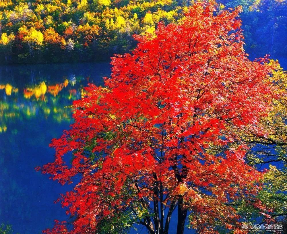 九寨沟跟团2天旅游团报价,重庆九寨沟旅游团正常价格