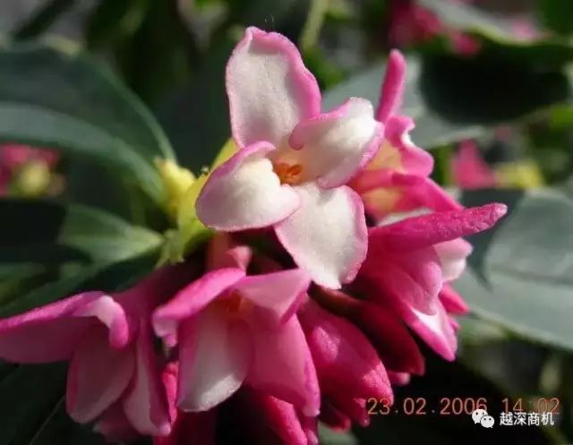 中国各大城市市花介绍,全国56市市花太美了的视频