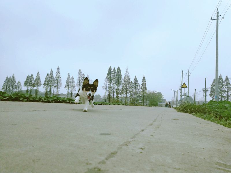 狗狗抖是故意的吗,辟谣狗狗每年不需要打预防针