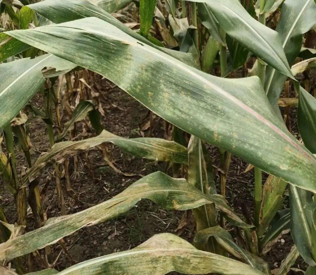 玉米锈病对来年玉米有影响吗,玉米锈病中后期还有治疗必要吗