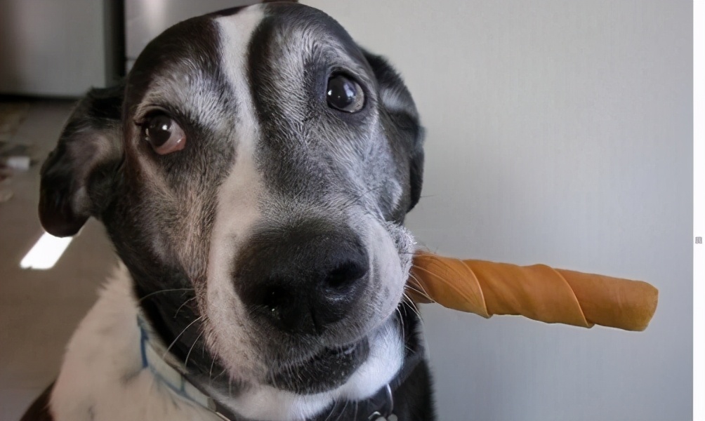 狗狗食欲不好怎么办拉软便,狗狗食欲不好怎么办但是精神很好