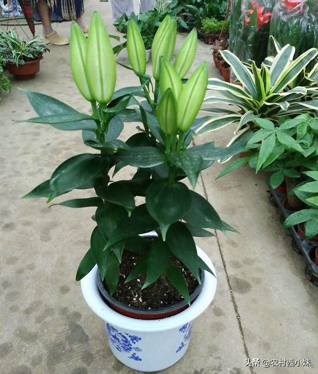 香水百合怎么养才能开花多,养香水百合的技巧与方法