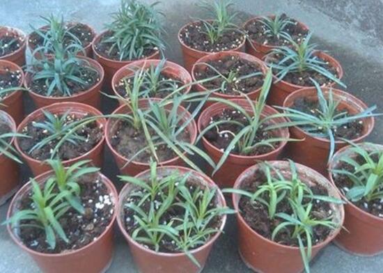 康乃馨如何繁殖和扦插图解,盆栽康乃馨扦插方法视频大全