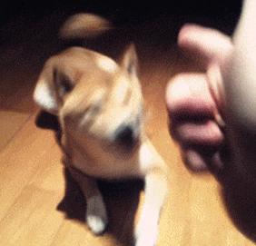 主人在背后吓唬狗子,主人在后面吓狗狗