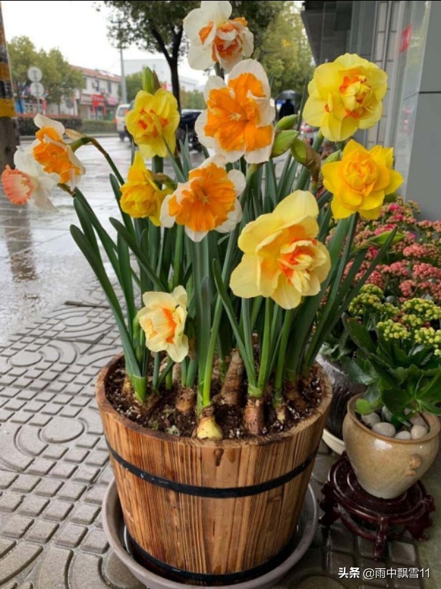 洋水仙没开花第二年能开花吗,洋水仙栽种多长时间可以开花