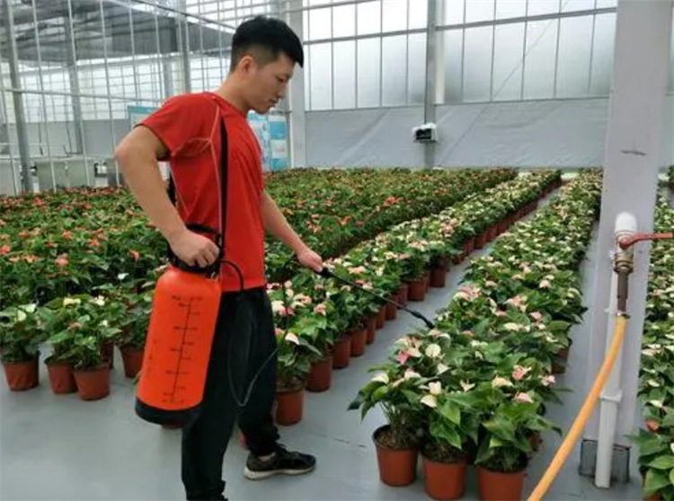 花的枝干上长黑色虫子怎么治,花上长满粘粘的白虫子用什么妙招