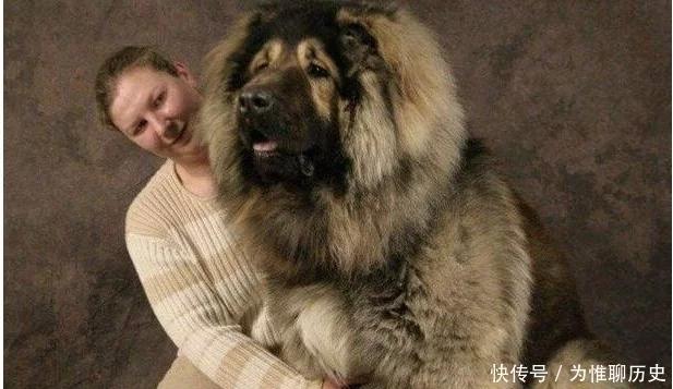 为什么狗狗总是一直盯着你,为什么狗狗会一直盯着自己看