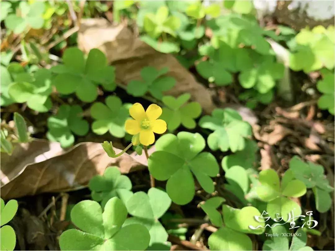西昌春天一定不能错过的美景,不来黄山你永远不知道有多美