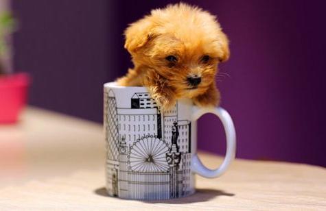 一些常见的宠物狗价格是多少,10种常见的宠物狗价格