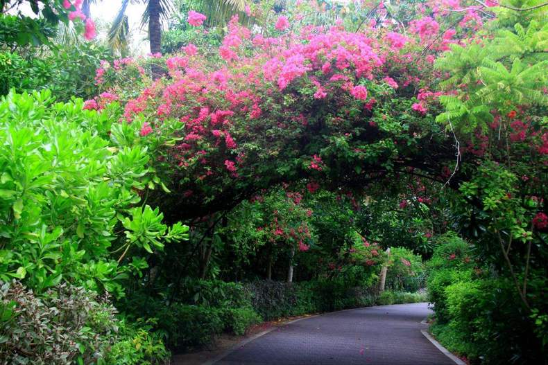 十种超美的花卉爬藤,7种爬藤月季种在小院美如画