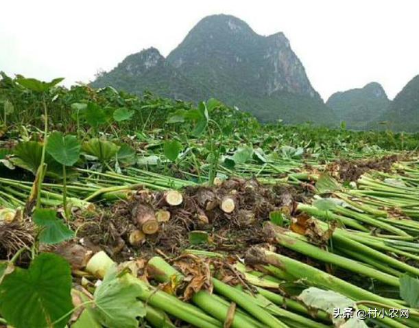 农村种植致富的20个项目排行榜,大学生返乡创业种植大棚蔬菜三年