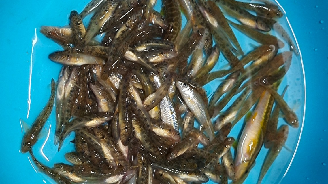 怎么钓趴地虎不用蚯蚓,无钩钓趴地虎的技巧