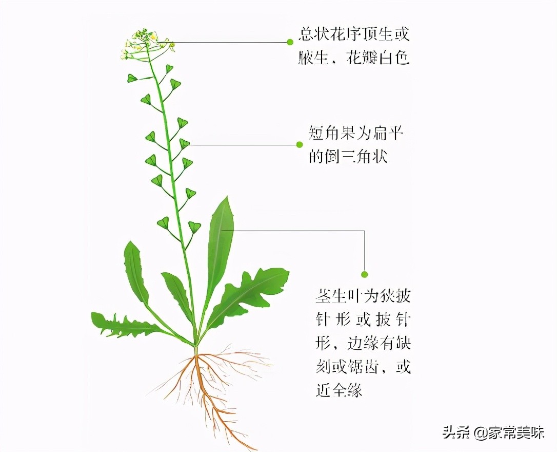 挖荠菜样子,荠菜幼苗怎样分辨