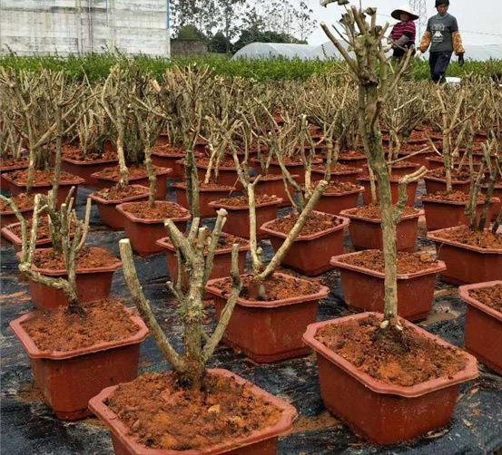 花市买花最忌讳什么,花市买花的寓意