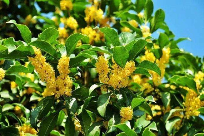 桂花怎么管理开花多,桂花如何繁殖和栽培