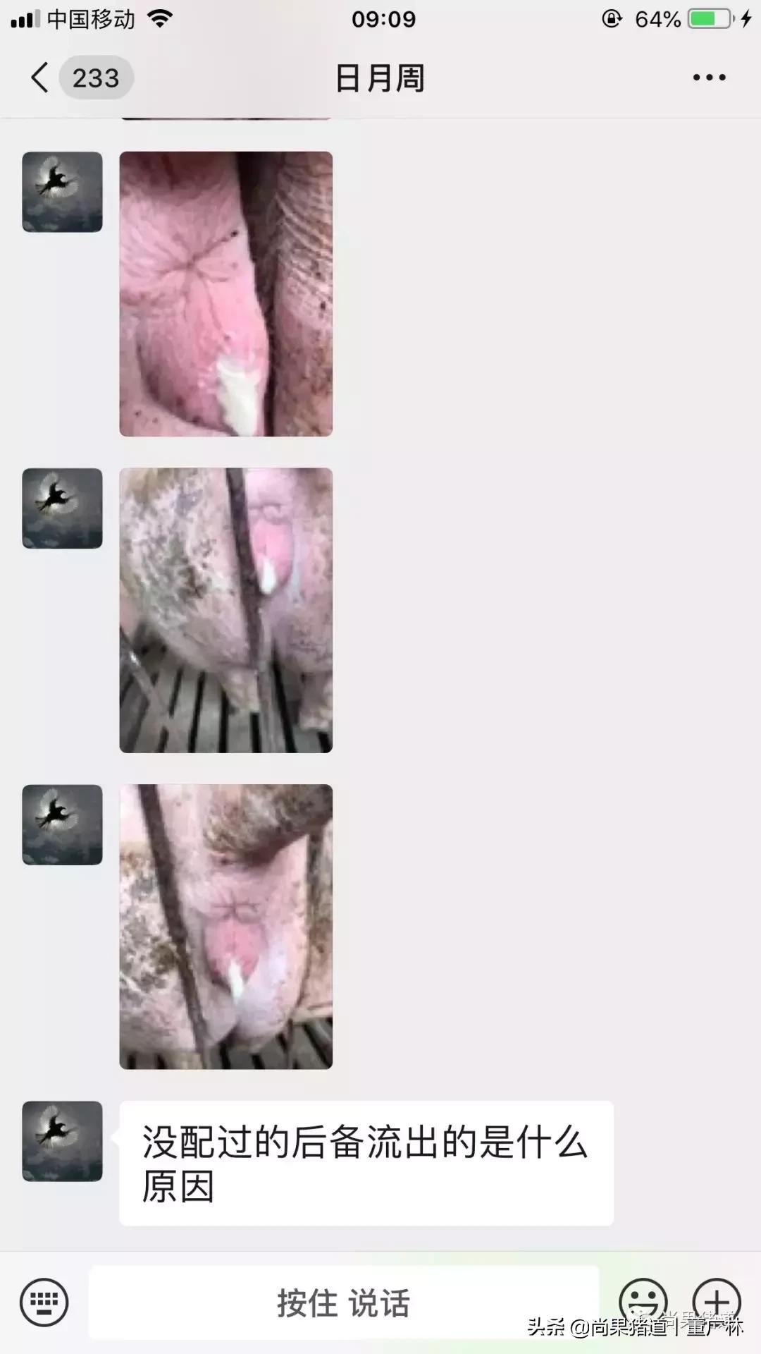 没有产过仔的母猪有炎症吗,母猪产后会排什么样的恶露