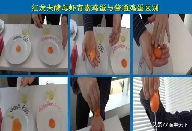 vc抗应激对水产养殖的用途,水产养殖vc抗应激的作用