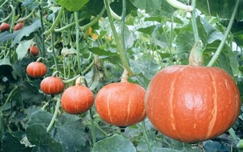 南瓜品种大全板栗南瓜,粉面南瓜哪个品种好种植