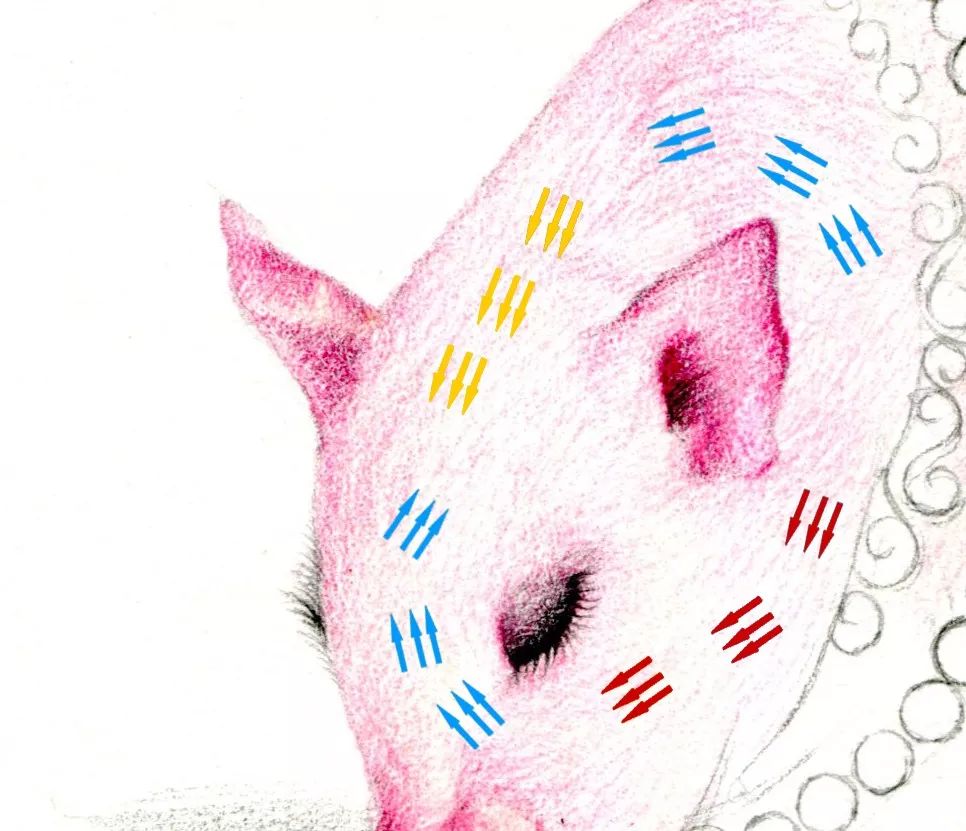 画一只简单又好看的猪,猪年的猪怎么画