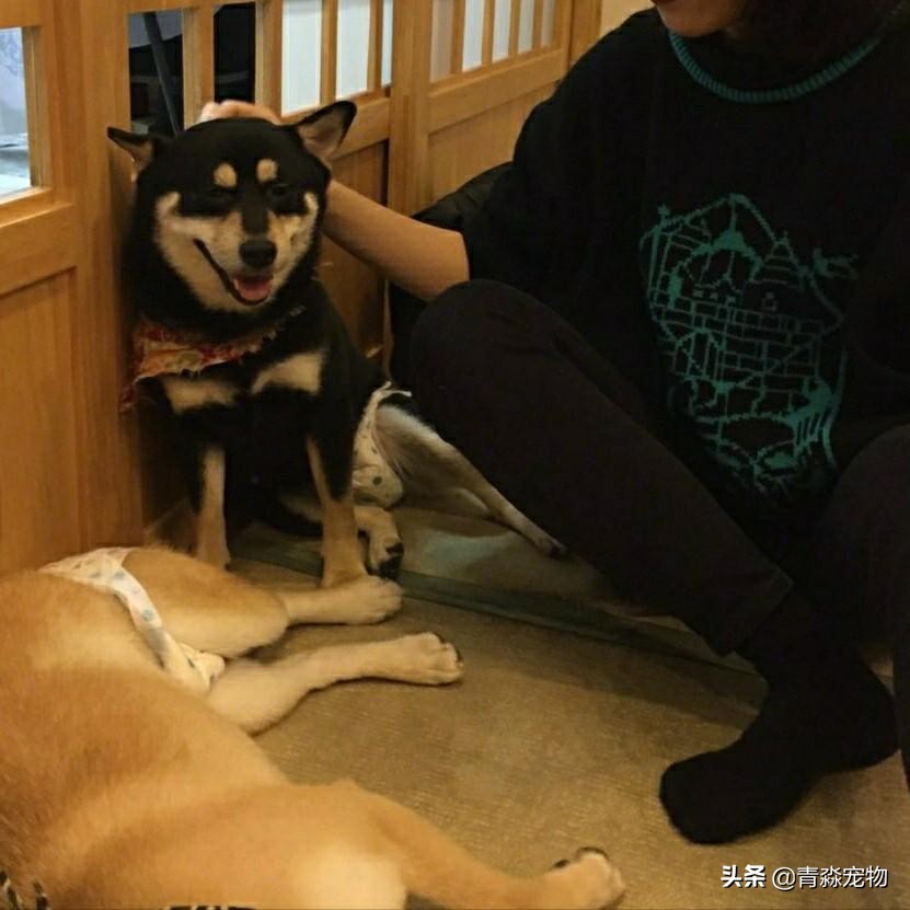 养宠知识狗狗发现呕吐怎么办,宠物狗疫苗过敏了怎么办