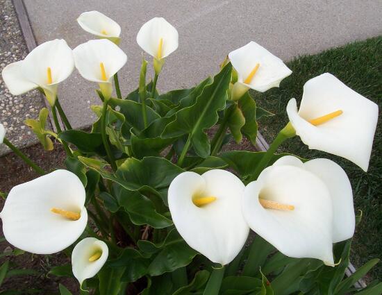 马蹄莲烂根了的处理方法,马蹄莲烂根的原因和治疗方法