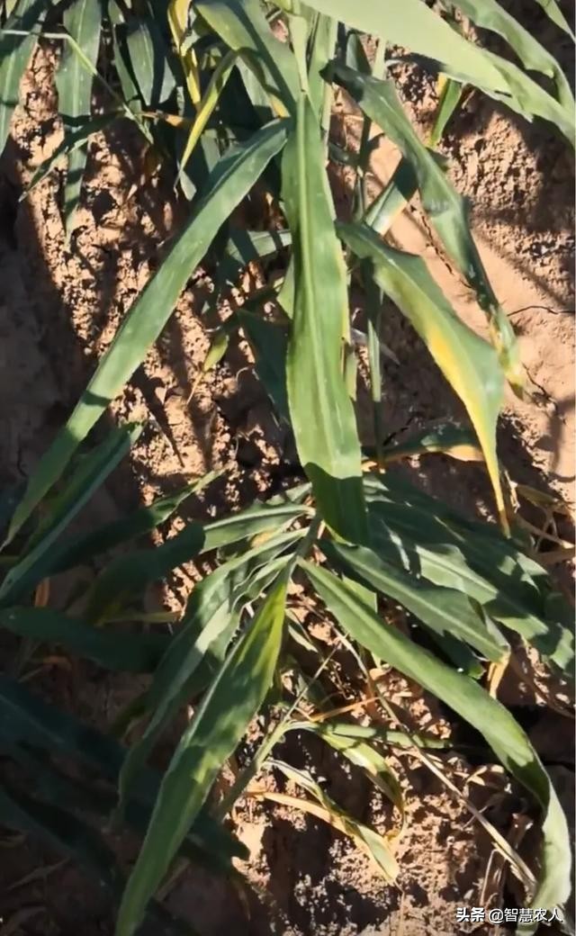 生姜姜瘟病防治措施有哪些,姜瘟苗期怎样防控